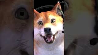 o b i t