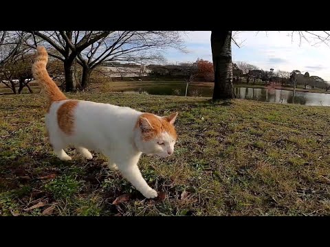ナデナデが大好きな人懐っこい野良猫、ベンチに向かうと付いてきた