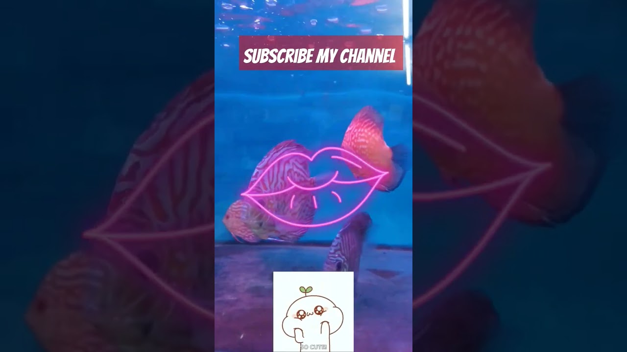 Red Turquoise Discus Fish Aquarium 