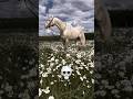 POV: You’ve Never Seen an Exotic Horse Like This 😳🐎 #shortvideo