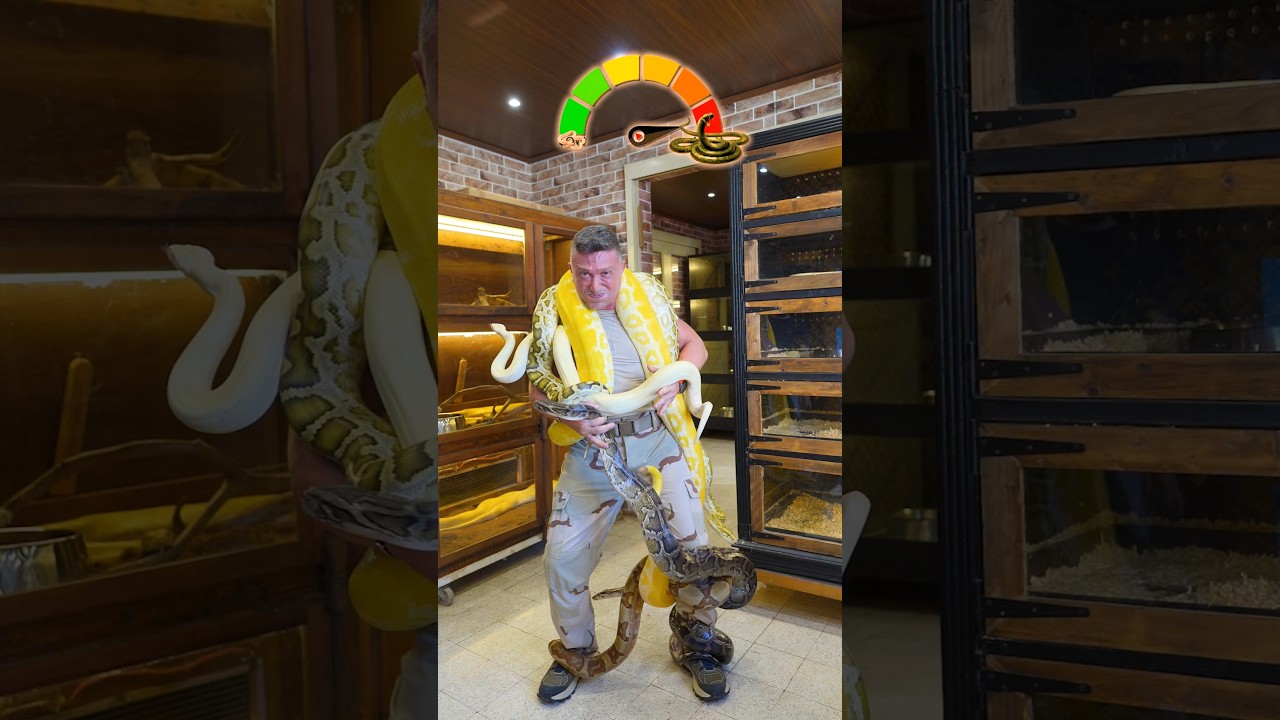 Can You Hold 100kg of Snakes?
