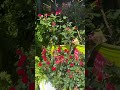 Knockout Roses@ShopRite | #Shorts | Cool Places