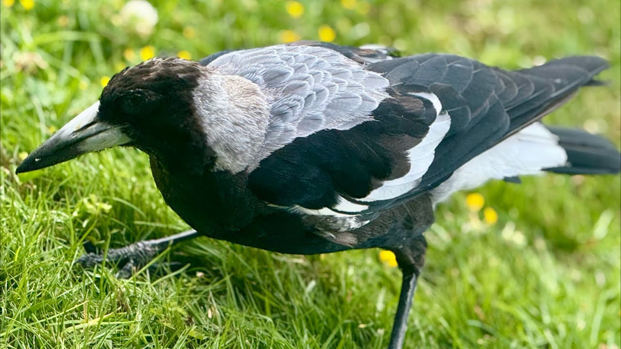 The Australian Bird Show! Episode 614