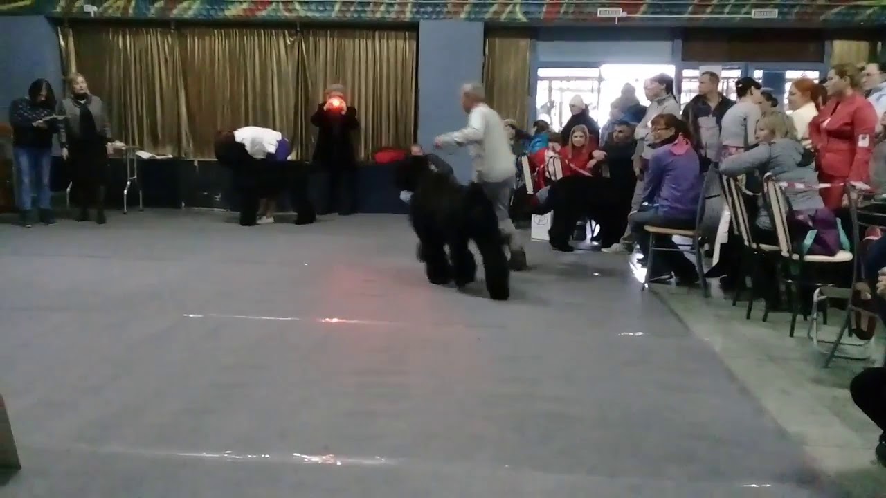 суки промежуток