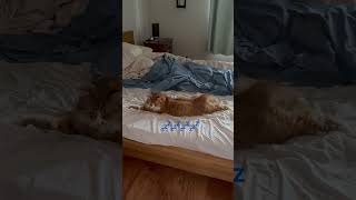 Cat life #cat #shorts #sleep #chill #reels #rich #merlin #fyp
