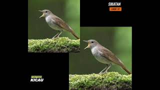 Download Lagu SUARA ORI SIKATAN LONDO DI ALAM MP3