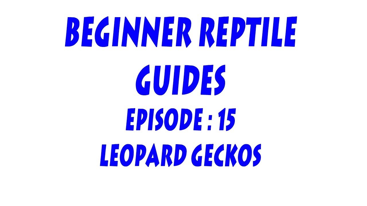 video phone beyonce mp3 S'N'A Introducing series: Episode 15 - Leopard Geckos