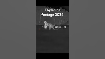 Thylacine Footage 2024 #tasmaniantiger #thylacine #wildlife #extinctionisnotforever #ambiguousworld