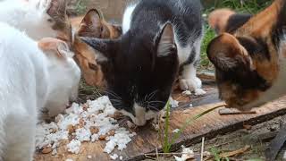 Kucing Kacoan Bengal Lagi Menikmati Makanan Dengan Kucing Kembang Telon Jowo