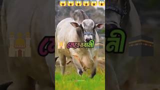 আল্লাহ তুমি করো মেহেরবানী কবুল করো আমার কুরবানী #cow #shortscraft