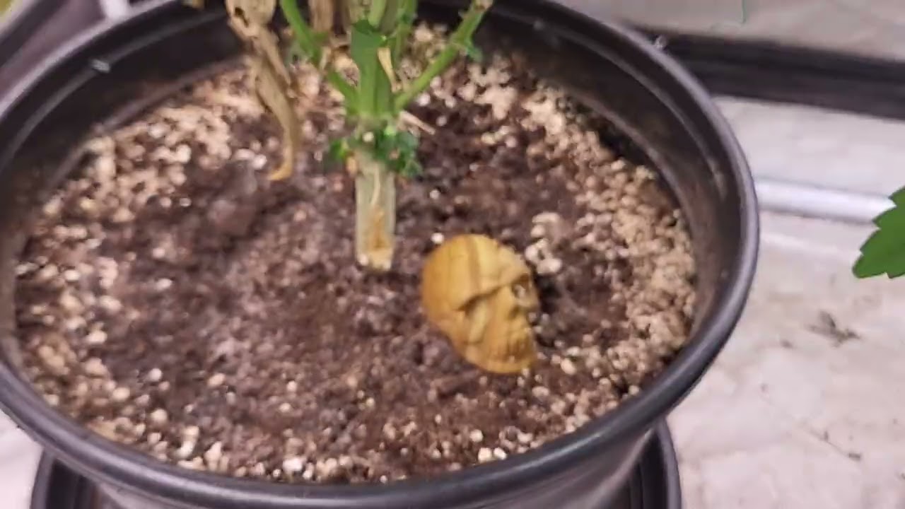 7 East Genetics Lebanese Dragon bx1 and Backseat Preacher 