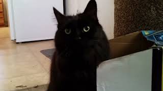 Smart cat uses box flap as a tool to scratch her chin. Gentle ASMR.