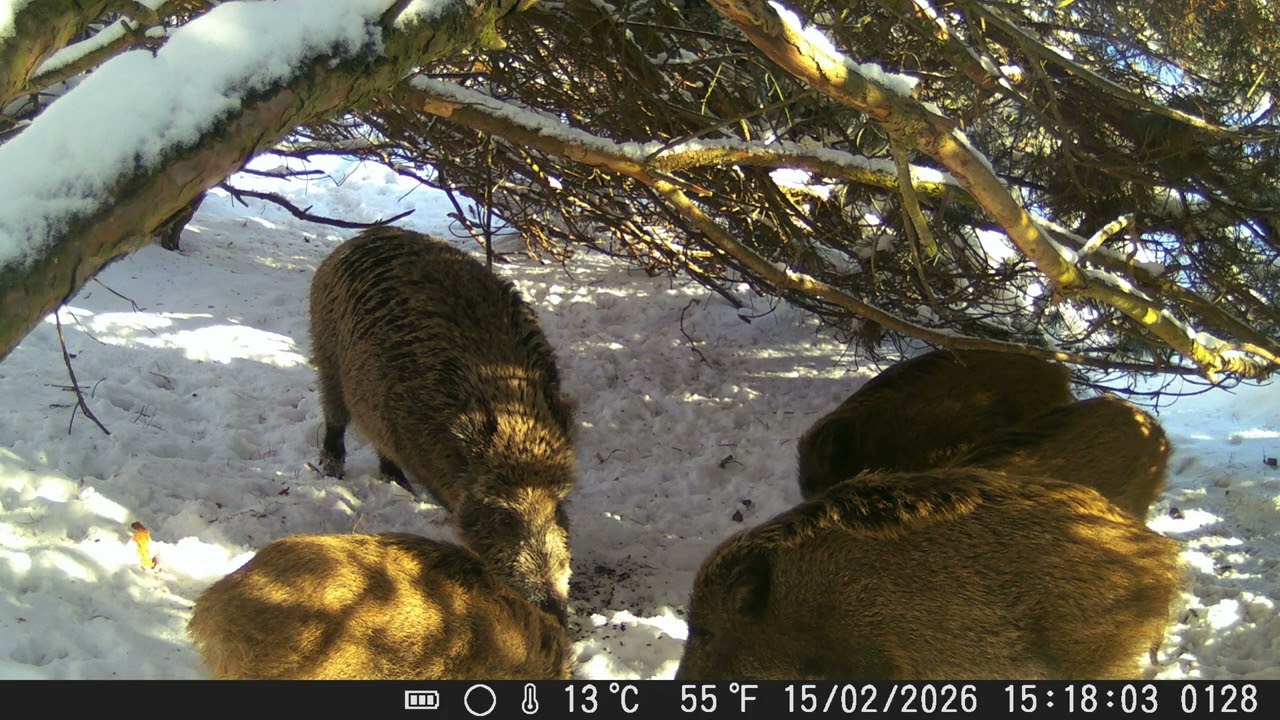 Legowisko dzików 62