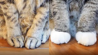 内股なねことガニ股なねこ。-Hana's pigeon toed forefeet and Maru's bow legged forefeet.-