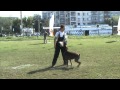 Доберман охраняет хозяйку / Doberman security dog