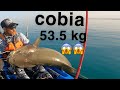 سكن صيد تشخيط بالكاياك وزنه ٥٣ ٥ كيلو من صيد بدر النجدي موسم ٢٠٢٢ Kayak Trolling Cobia 53 5 Kg 2022 