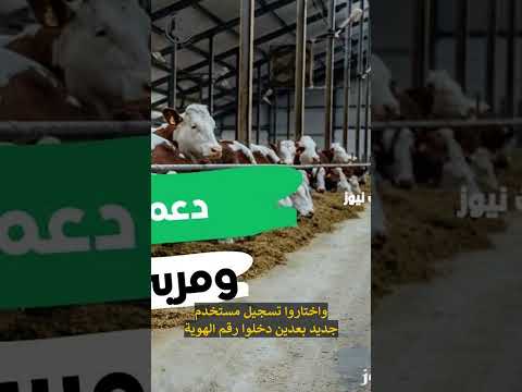 بأهم الشروط تعرف على خطوات التسجيل في دعم المواشي