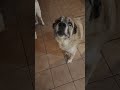 Simon wants TURKEY!!!!