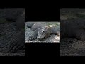 The Komodo Dragon Hunts With Venom and Patience