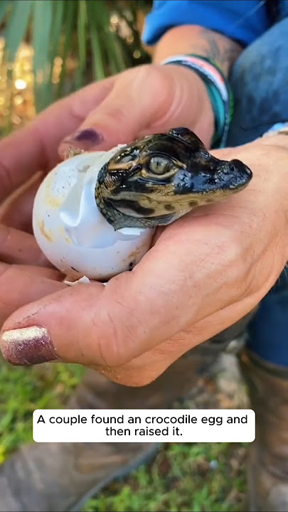 Download lagu A couple found an crocodile egg and then raised it #animalshorts #animalrescue #shortvideo