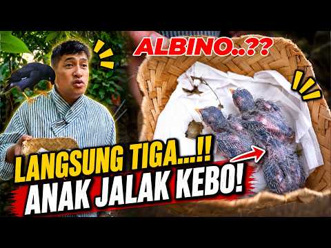 GAK NYANGKA... JALAK KEBO LANGSUNG MENETASKAN 3 ANAK SEKALIGUS!!
