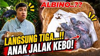 GAK NYANGKA... JALAK KEBO LANGSUNG MENETASKAN 3 ANAK SEKALIGUS!!
