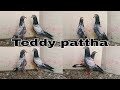 Salara teddy pattha for sale teddy pattha whaite eyes me sale  india delivery available