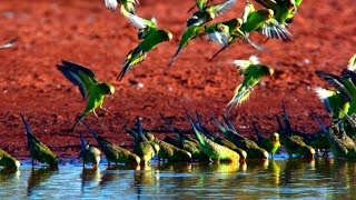 Wildest Australia - How Life Survives in the Harshest Continent