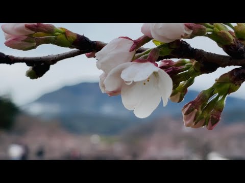 2026年3月26日(木) ソメイヨシノ開花京都嵐山🌸 Cherry blossoms have begun to bloom in Arashiyama, Kyoto.