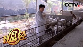 《致富经》一年卖出1.1亿元 看打工妹如何靠养羊实现财富逆袭 20200519 | CCTV农业