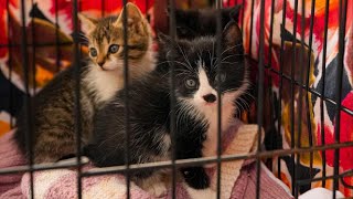 Spring marks the start of kitten season!