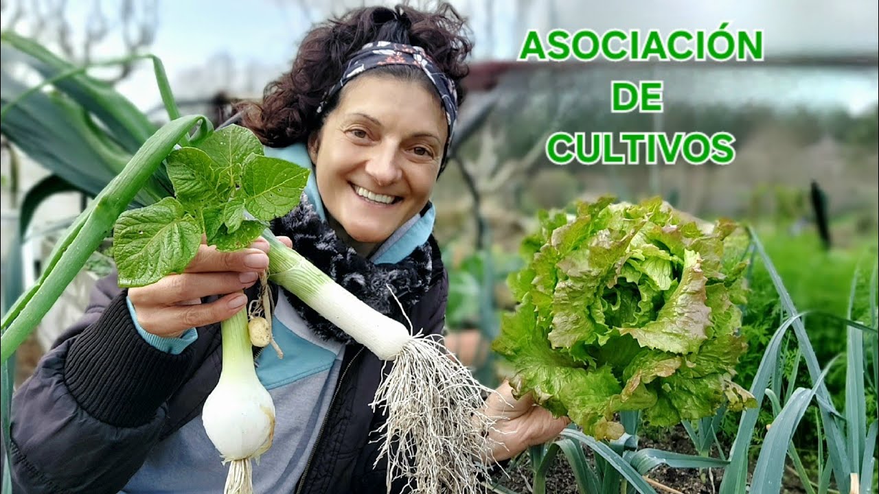 ASOCIACIÓN DE CULTIVOS  🌿🌾  || {NUSKA}
