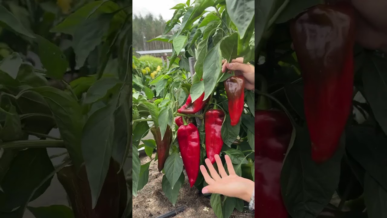 Подборка перцев от СА на 2025