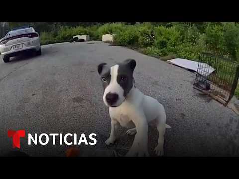Rescatan a un cachorro abandonado dentro de jaula en una autopista de Ohio | Noticias Telemundo