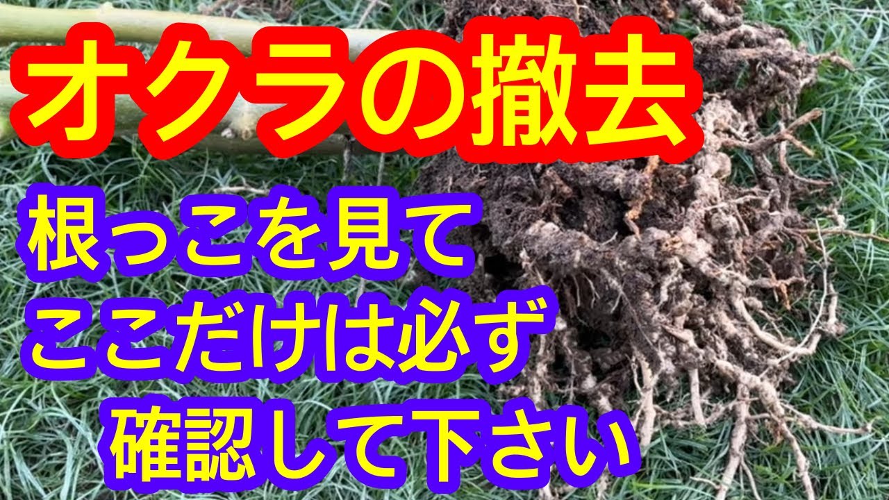 Okra] These are the roots that have been damaged by root-knot