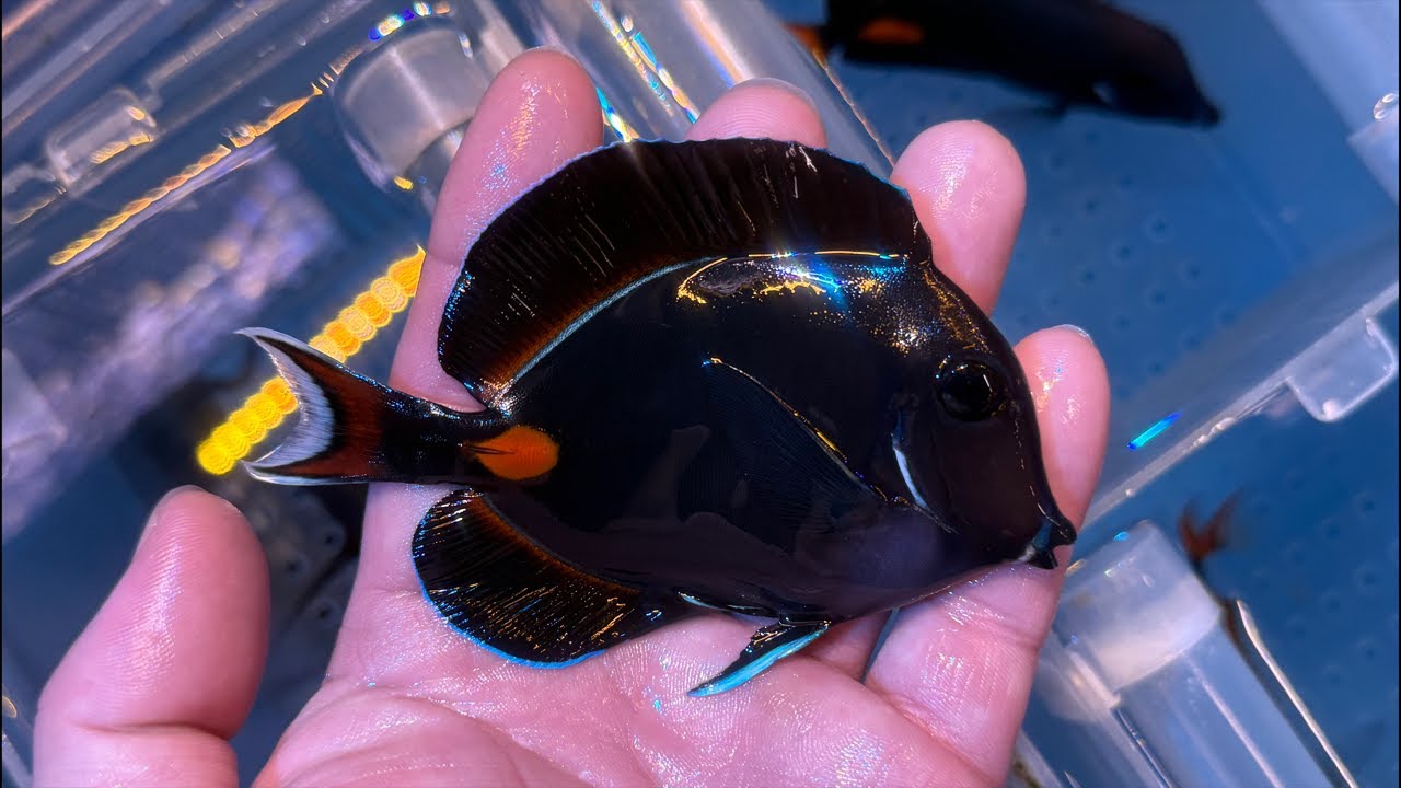 生麦スペシャル便入荷！明日も営業します！