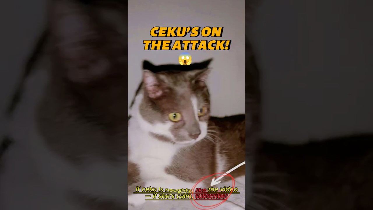 🐾 Ceekuu’s Paw Adventures