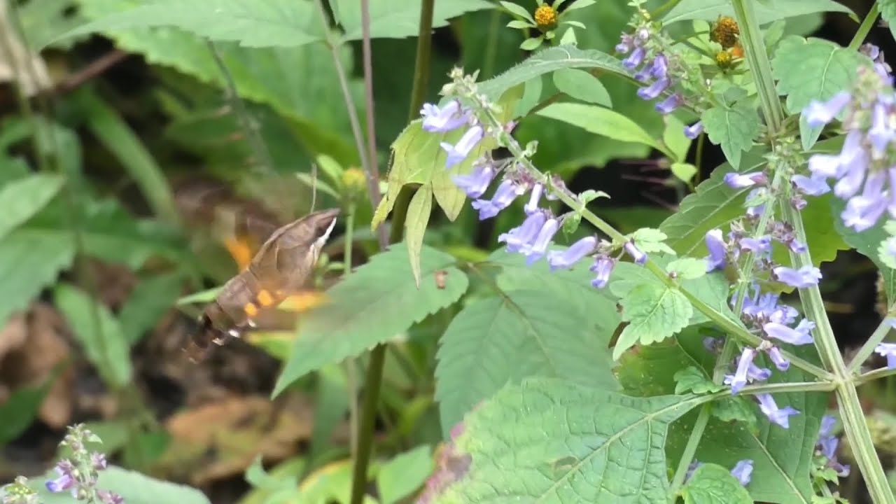 Grey-tipped Hummingbird Hawkmoth Hovering around Isodon Flowers for Nectar 240fps