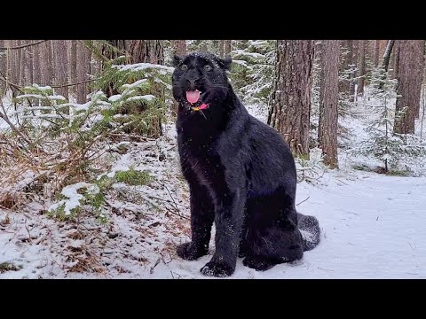 Panther Luna and rottweiler Venza frolic in the cold ????