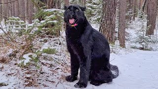 Panther Luna and rottweiler Venza frolic in the cold ❤