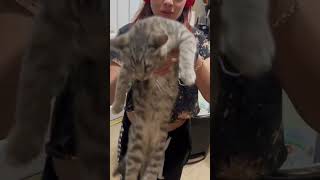 Calling my cat bloated he literally scratched me ￼￼