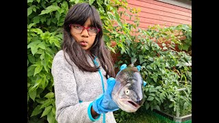 How to cook whole salmon fish in the oven! Becky's kitchen.