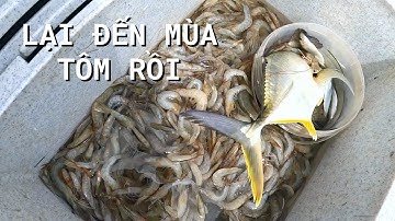 Bắt Đầu Mùa Tôm Ở Úc Mà Chưa Có Tôm Nhiều - Prawn Season Coming | #51 | Đức Ở Úc Câu Cá