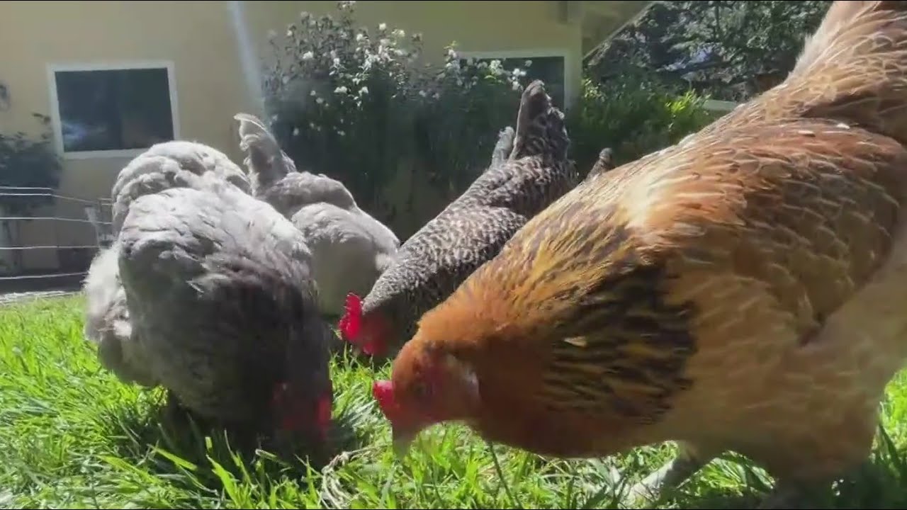 Bird flu outbreak has Bay Area wildlife centers scrambling to isolate