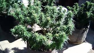 2019 Cali outdoor grow- August 21