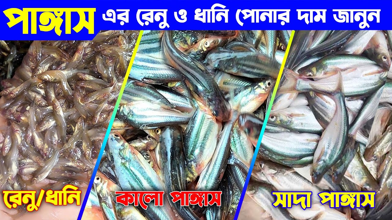 পাঙ্গাস মাছের রেনু, ধানি পোনার দাম ও কোথায় পাওয়া যায় । হাইব্রিড পাঙ্গাস চেনার উপায়। প্রকৃতি ও জনপথ