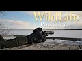2泊3日 北海道 野鳥撮影旅 with Nikon Z9・Z 600mm f4 TC VRS