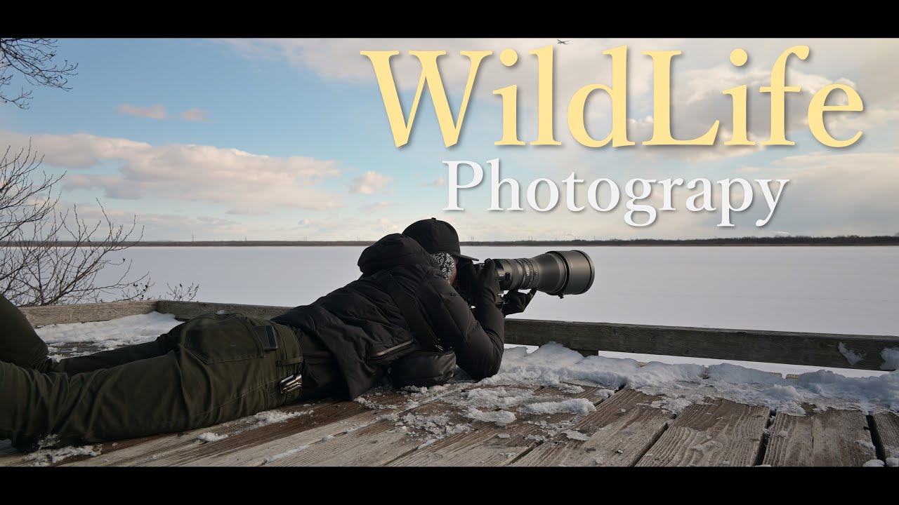 狩野乗信 掛軸 犬 模写　Q-428 2025年最新】狩野探信の人気アイテム - メルカリ