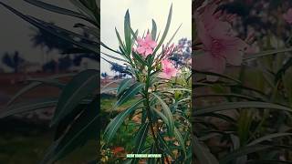 Beautiful Nature Flower  4K ultra HD PEACEFUL VIDEO asmr nature shorts viral