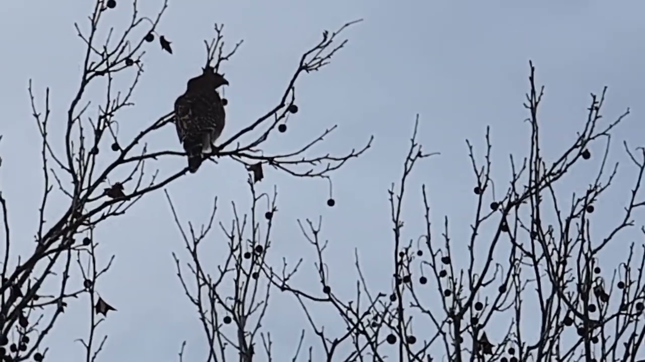 Red Shouldered Hawk Shakes Tail Feathers & Calls Out in Tree at West Kingsbridge! Oviedo, Florida 